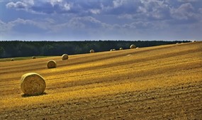 黄色稻田稻草包图片